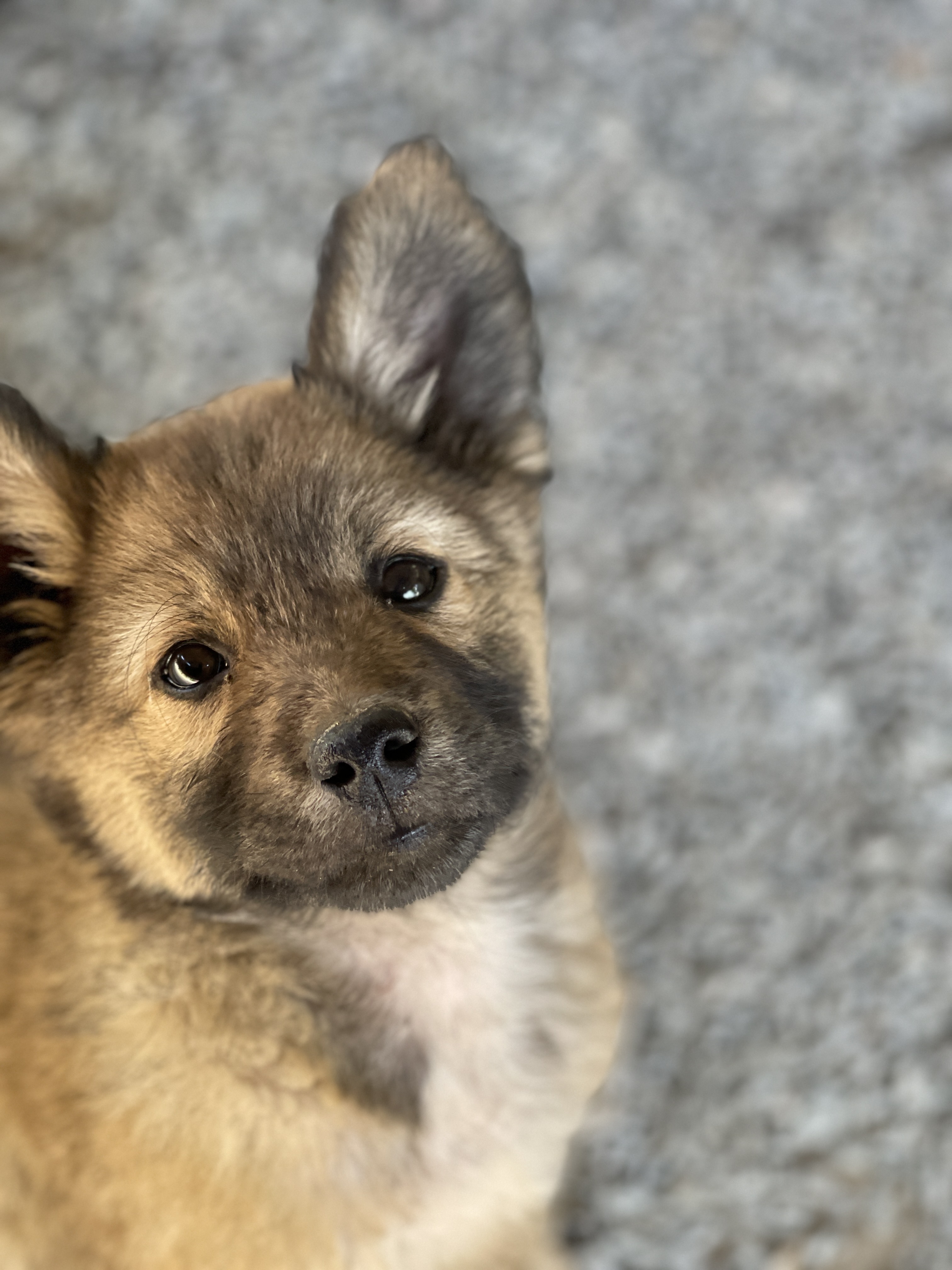 Dog close-up