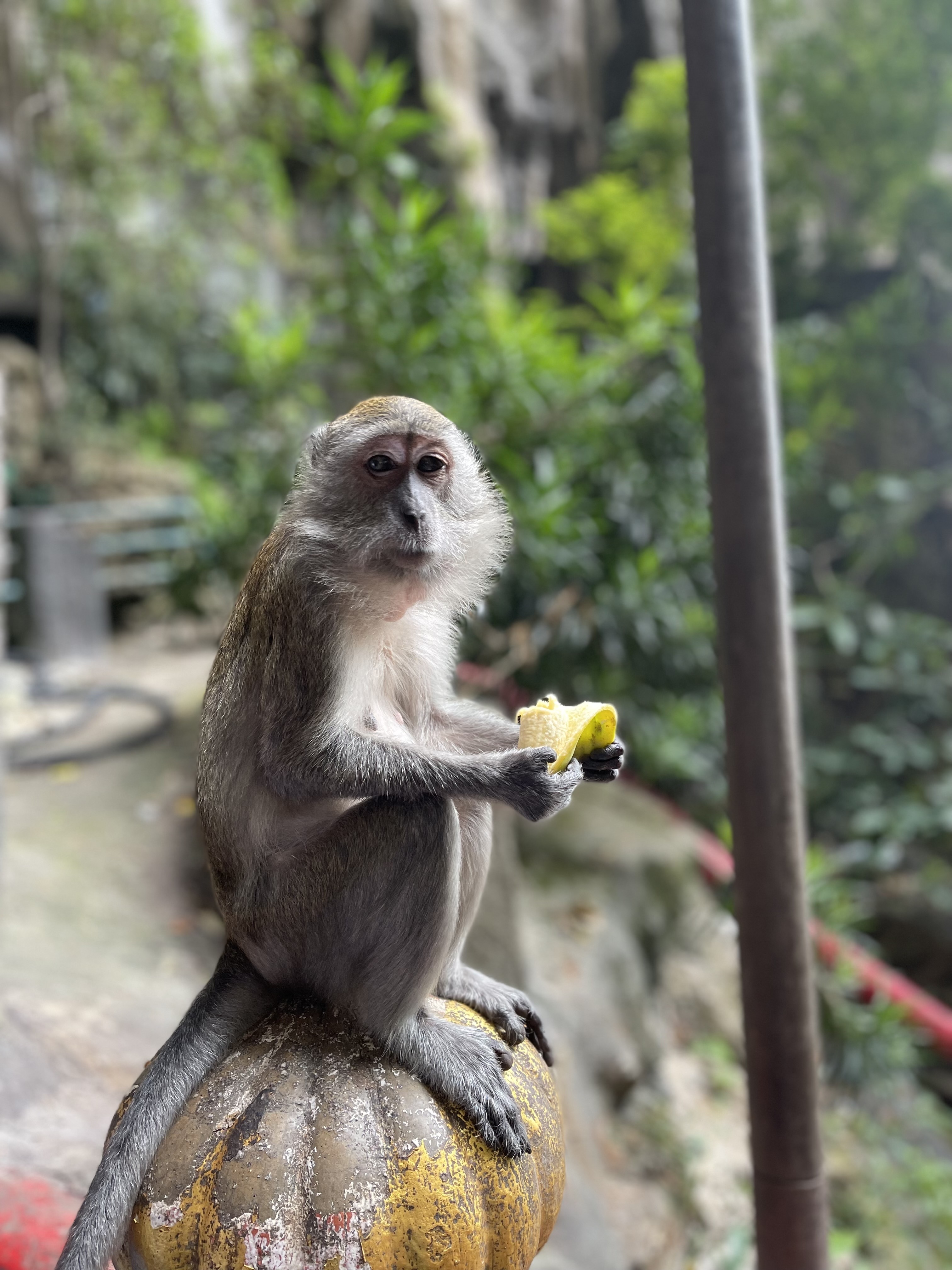 Nature or monkey moment